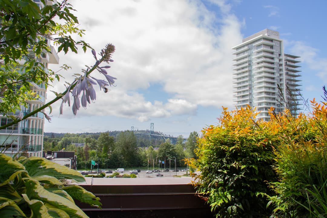 Maple Leaf PM — 1 - Photo 86